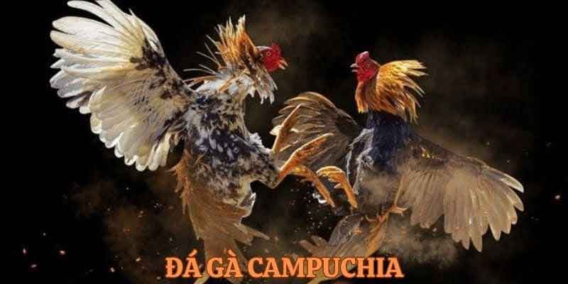 Chi tiết đá gà ăn tiền Campuchia