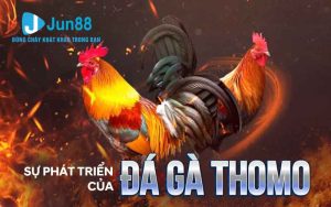 Đá gà Thomo