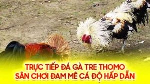 Chơi đá gà tre tại Thomo