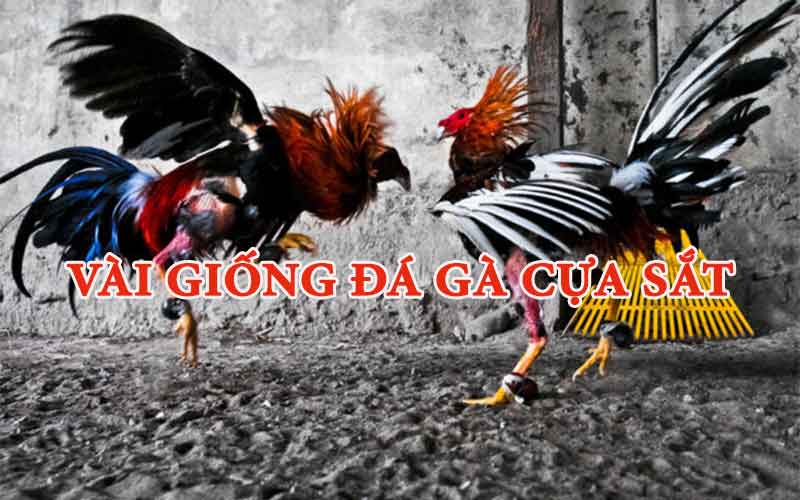 Một số giống đá gà cựa sắt