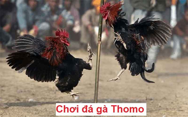 Ưu điểm chơi đá gà Thomo